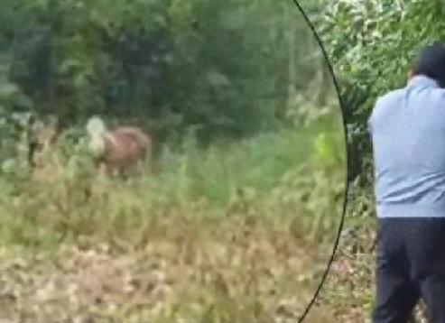 淮南一黄牛受惊乱窜村内撞伤两人，特巡警火速赶到现场将其击毙