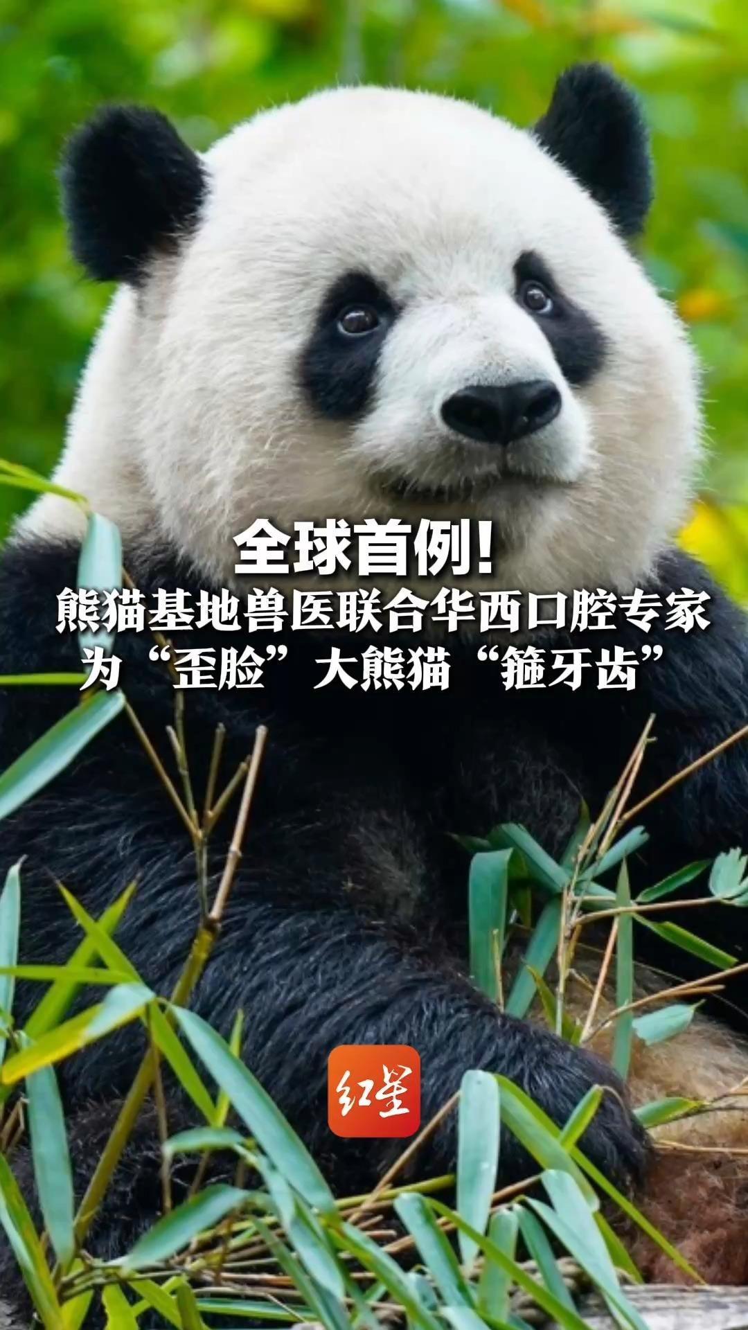 全球首例！熊猫基地兽医联合华西口腔专家 为“歪脸”大熊猫“箍牙齿”这是人类正畸技术首次成功应用于大熊猫