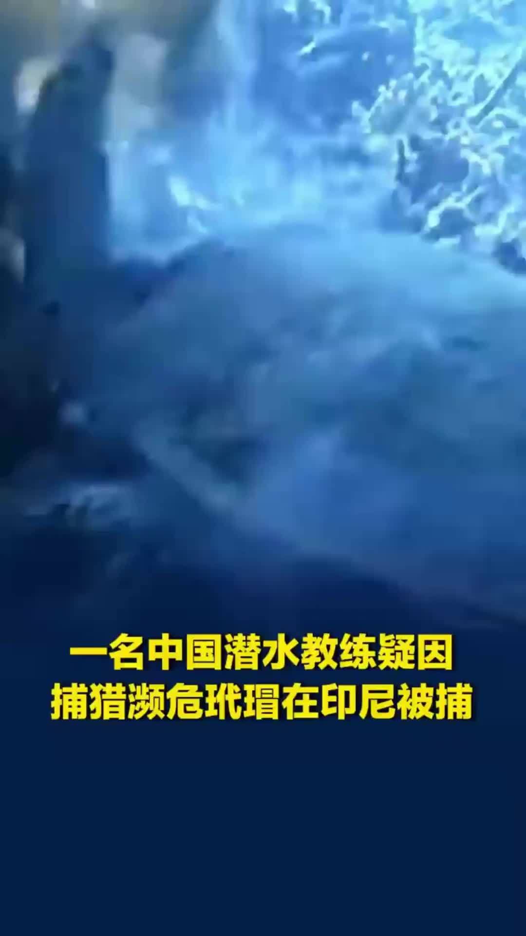 一名中国潜水教练疑因捕猎濒危玳瑁在印尼被捕，本人发视频称遭到造谣诬陷