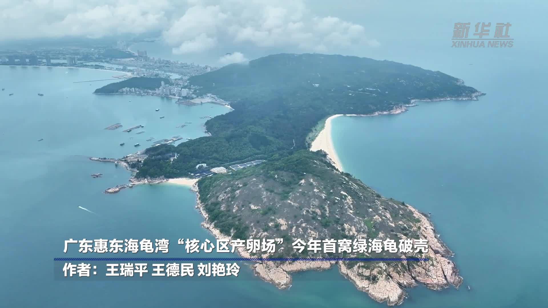 广东惠东海龟湾“核心区产卵场”今年首窝绿海龟破壳