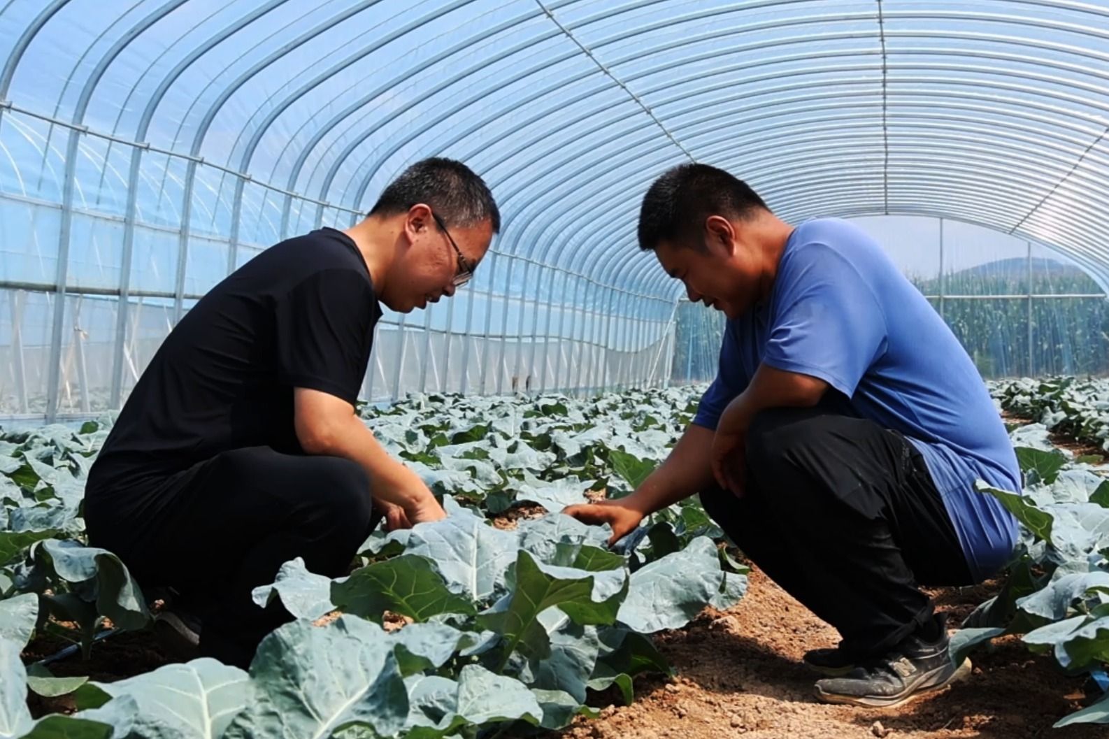 2.乡镇干部和种植户查看棚内蔬菜长势