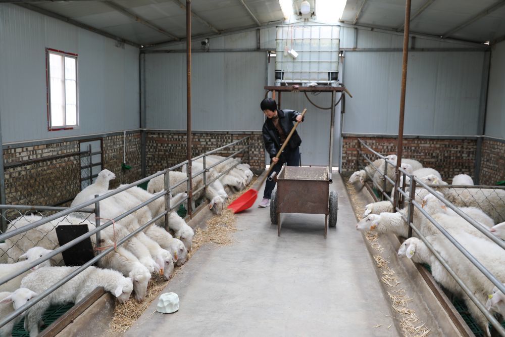 在西沟村一处养殖场,工作人员给羊投喂饲料。(环县融媒体中心供图)