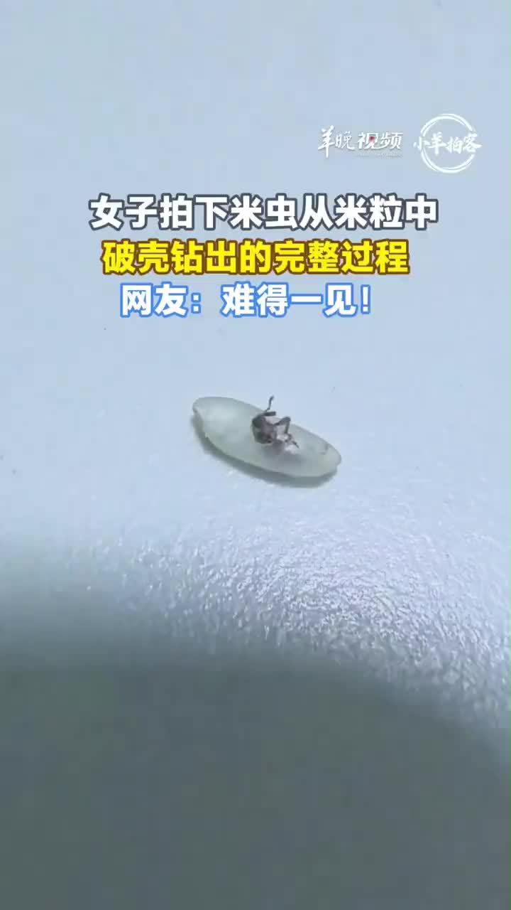女子拍下米虫从米粒中破壳钻出过程