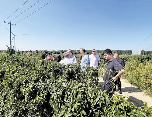 近日,农技专家到蠡县麻山药种植基地开展技术指导。李萌萌摄