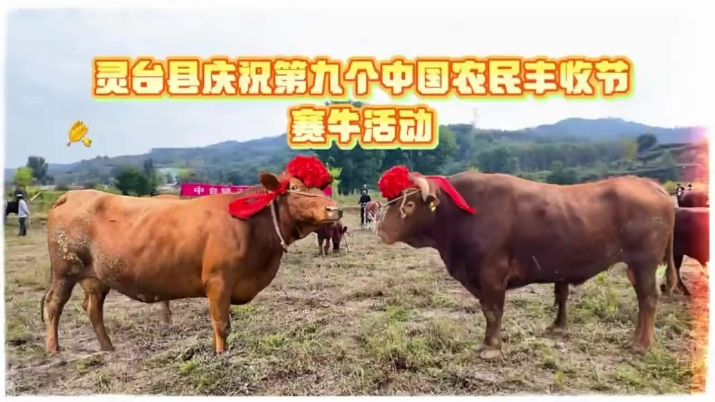 甘肃灵台赛牛活动来啦　快来看谁是今日“牛状元”