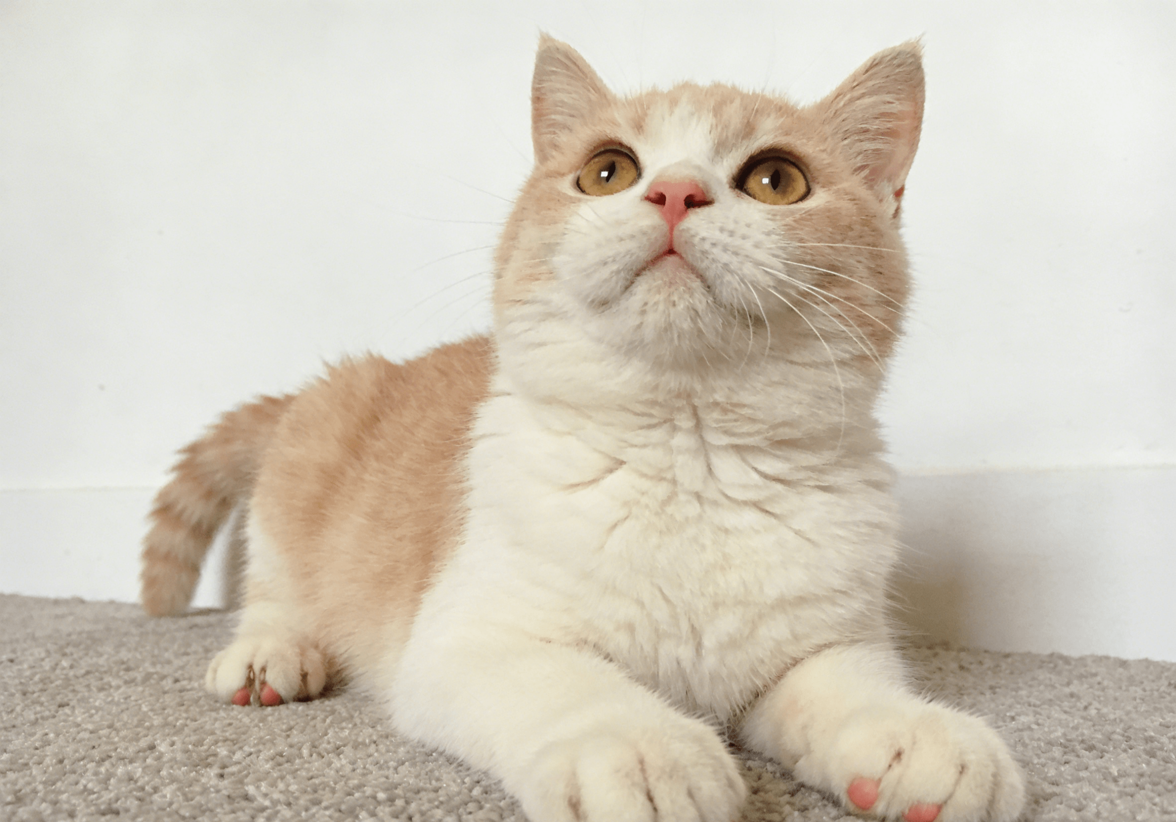2026美毛猫粮选购攻略：从鱼油纯度到性价比，帮你筛出靠谱美毛粮