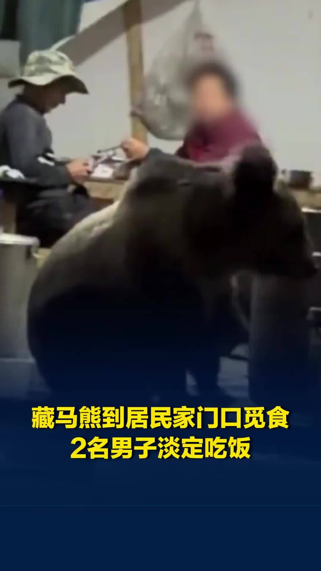 西藏一只藏马熊在民房门口觅食，两名男子淡定坐着吃饭