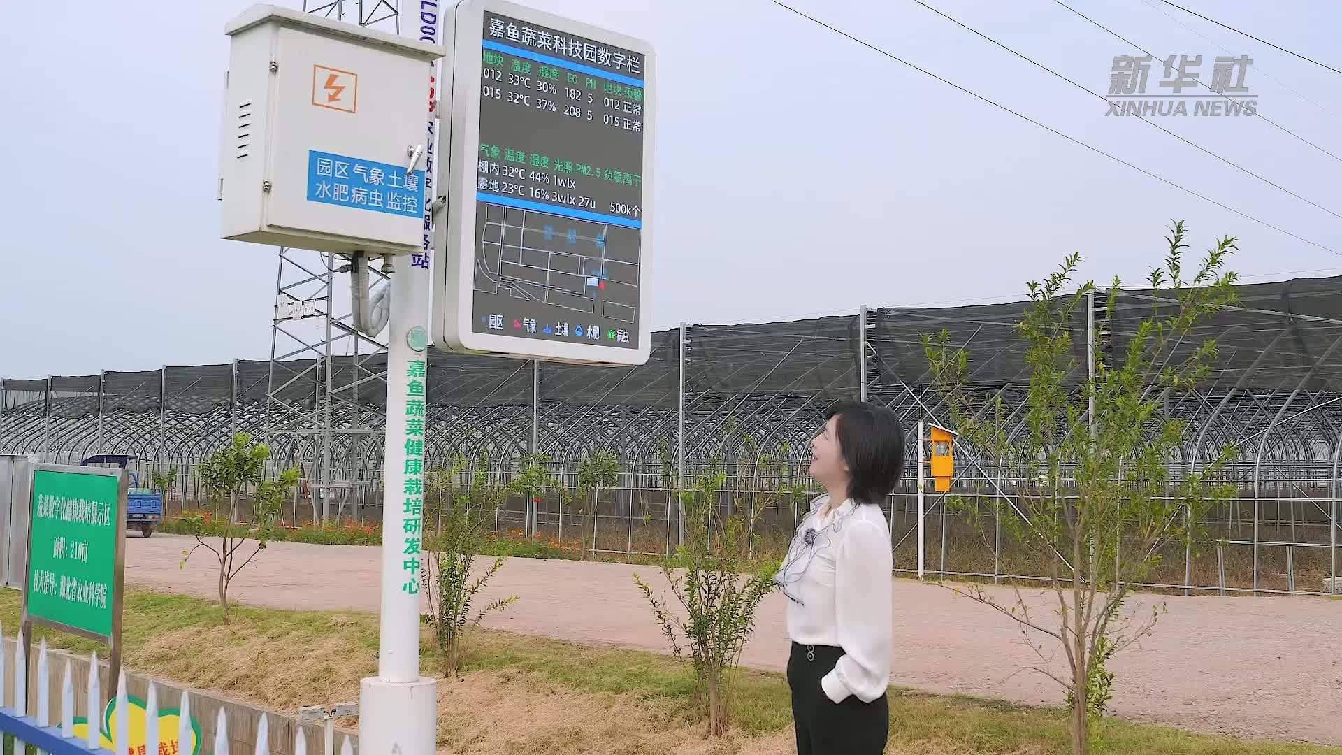 活力中国调研行｜田间有个“小菜播报员”