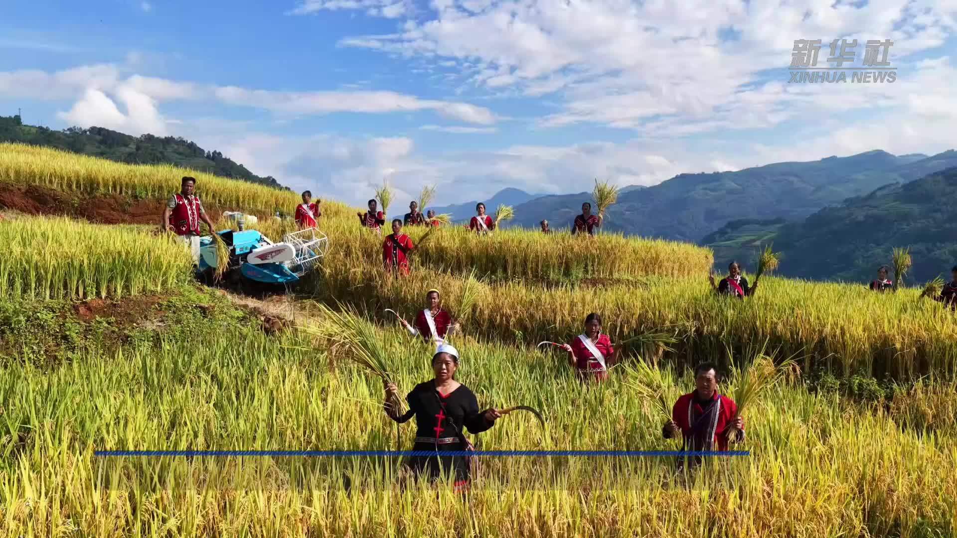 云南西盟：金秋稻浪涌山乡 科技助农粮满仓