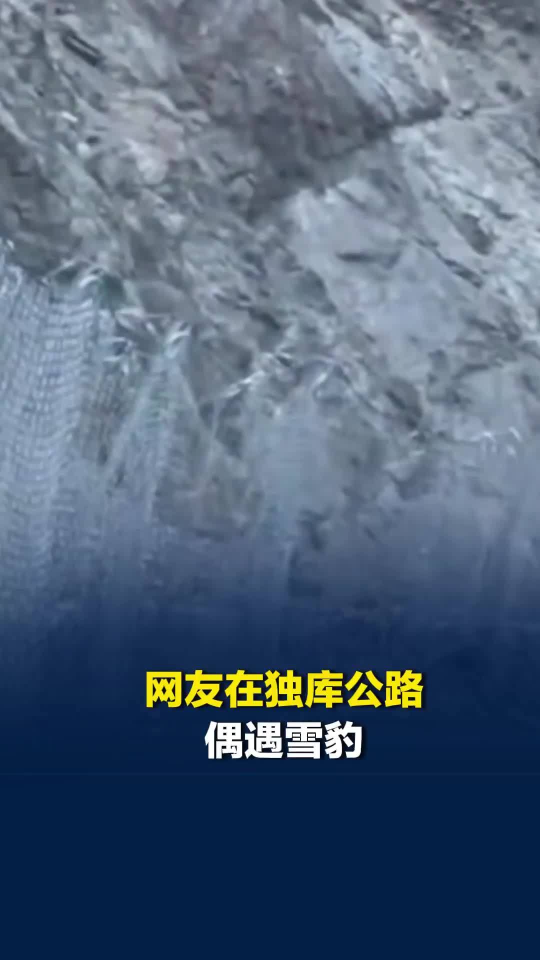 网友在独库公路偶遇雪豹，完美“隐身”于岩壁之上，敏捷向上攀爬