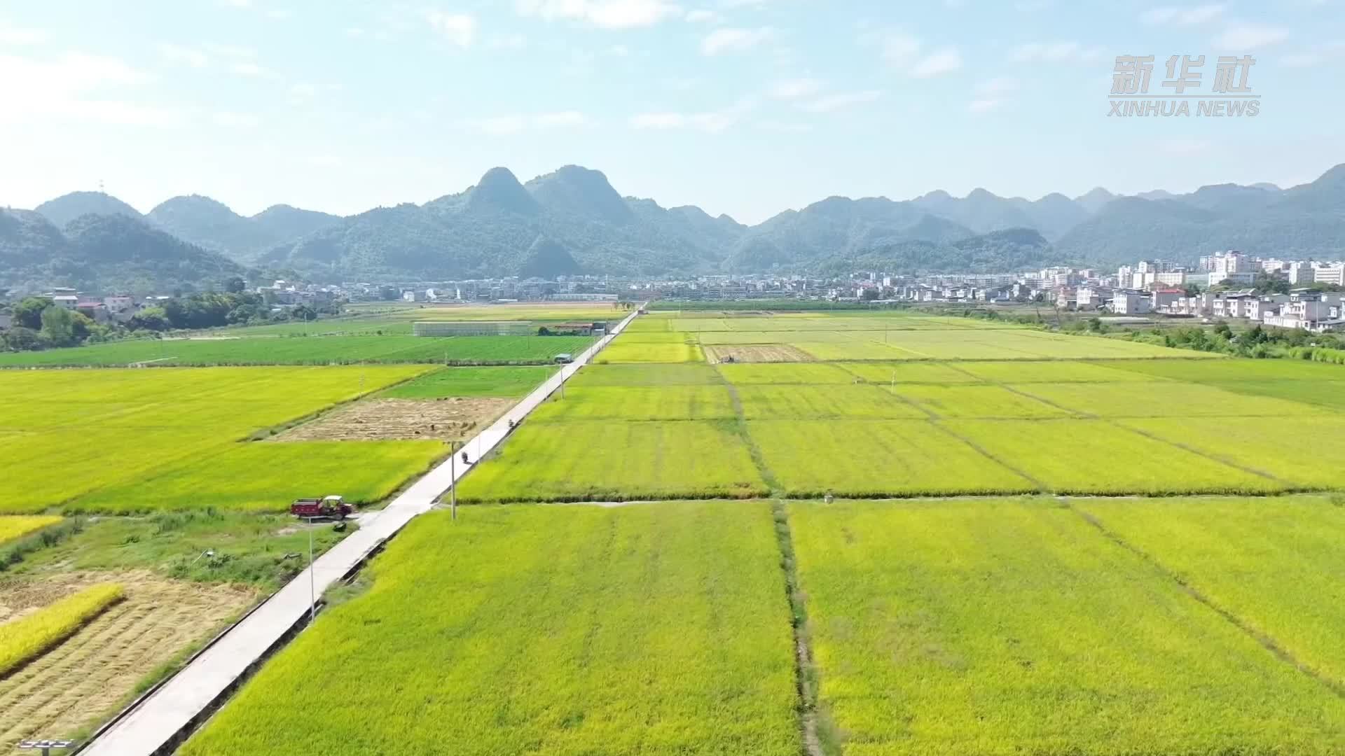 贵州思南：23万亩水稻开割 多部门协同护航秋粮稳产