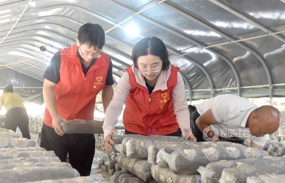 2026年9月16日,江西景德镇市乐平市礼林镇坞泥畈村委会杨家坞新山村的江西惠民食用菌发展有限公司大棚菌菇生产基地内,该镇青年干部正与该公司的农民工一同对数万枚香菇菌棒进行翻包、搭包等。