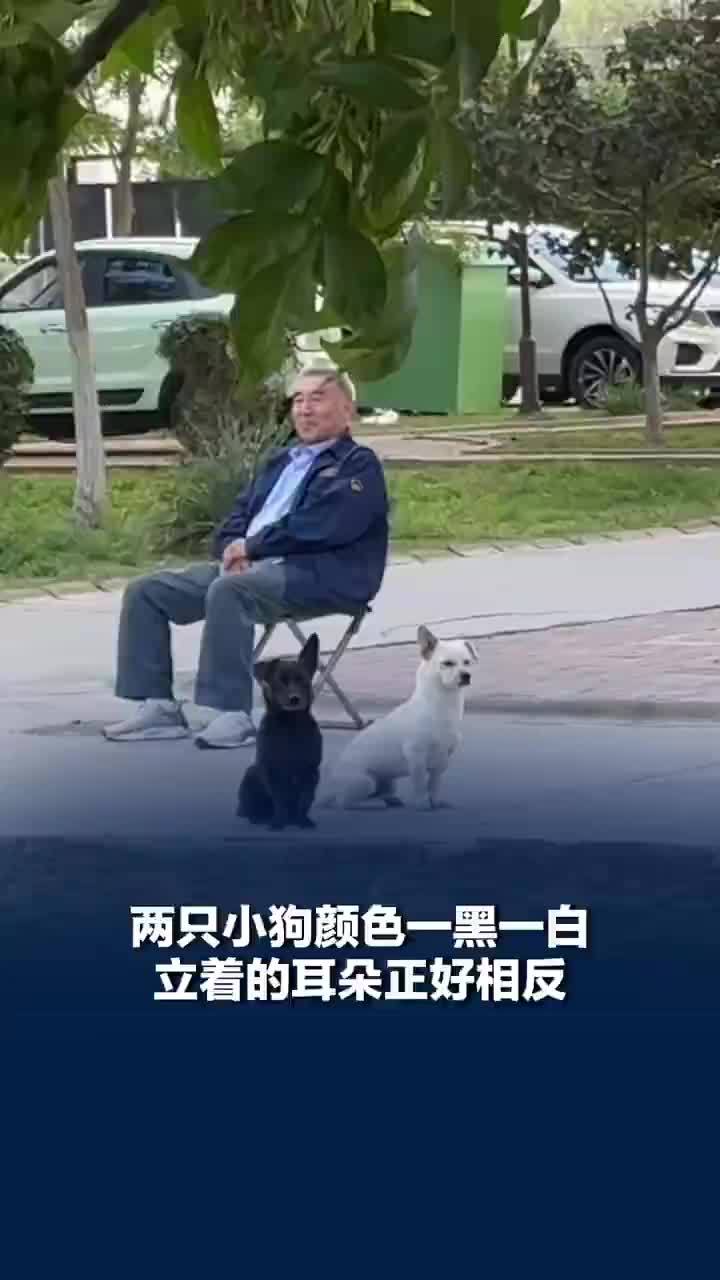 小区黑白双犬对称立耳引注目：立着的耳朵正好相反，拍摄者：两只狗大概四五十厘米高