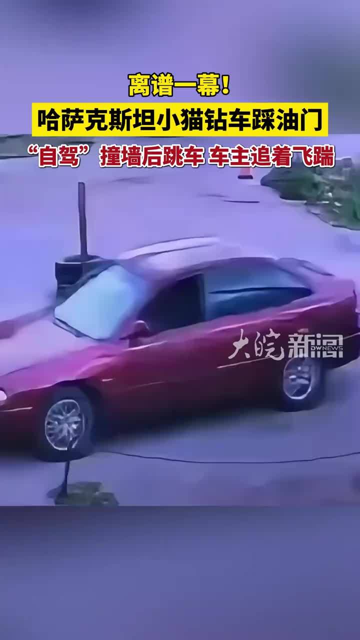哈萨克斯坦小猫钻车踩油门，“自驾”撞墙后跳车，车主追着飞踹