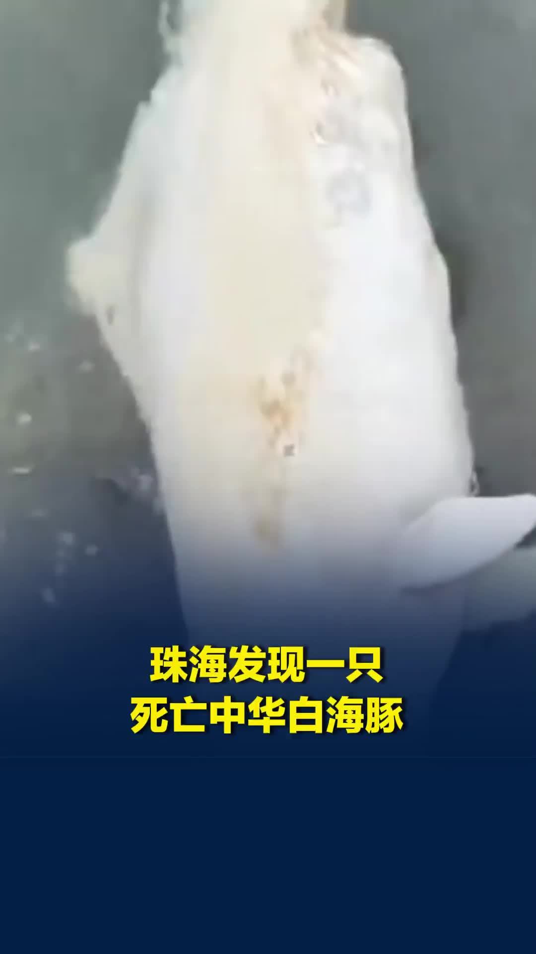 珠海一海岸出现一只死亡中华白海豚，保护区正搜寻尸体，未来或制成科普标本