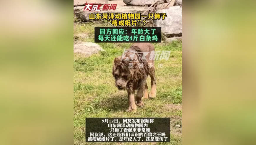 山东菏泽动植物园一只狮子“瘦成纸片”？ 园方回应：年龄大了，每天还能吃4斤白条鸡