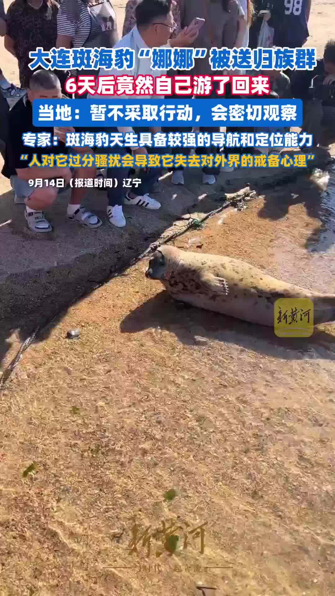 大连斑海豹“娜娜”被送归族群，6天后竟然自己游了回来，当地：暂不采取行动，会密切观察