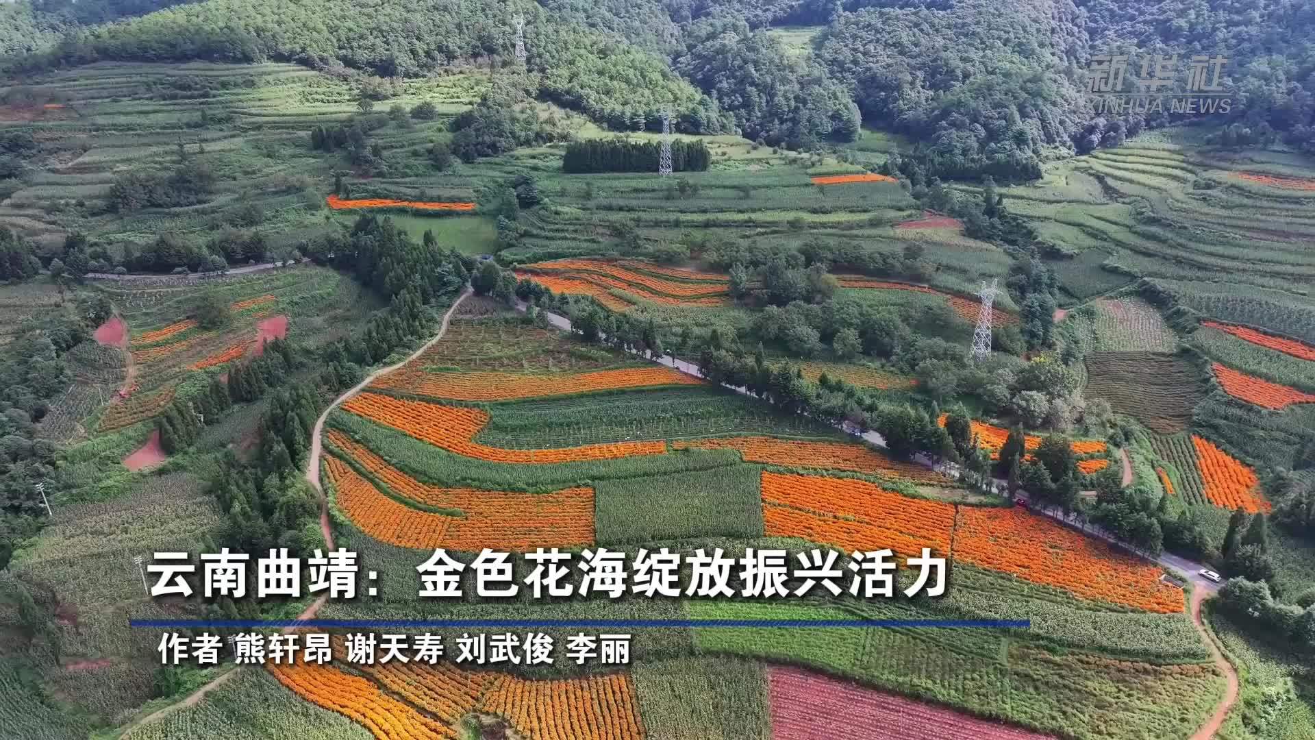 云南曲靖：金色花海绽放振兴活力