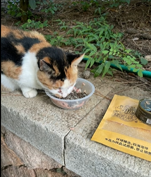 汇聚微光暖生灵!“爱心投喂站”携手航海王开展流浪猫粮公益捐赠活动