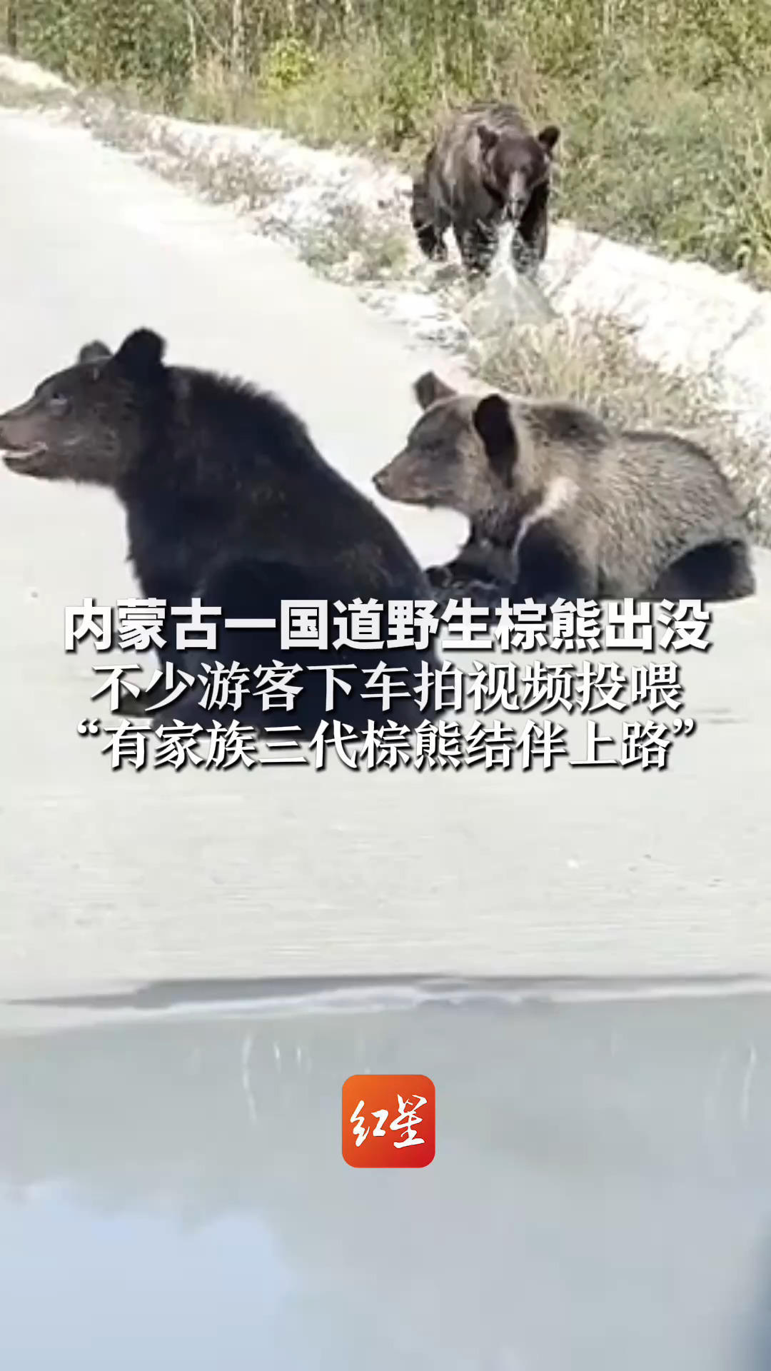 内蒙古一国道野生棕熊出没 不少游客下车拍视频投喂“有家族三代棕熊结伴上路”当地提醒：禁止靠近、投喂，易改变其习性