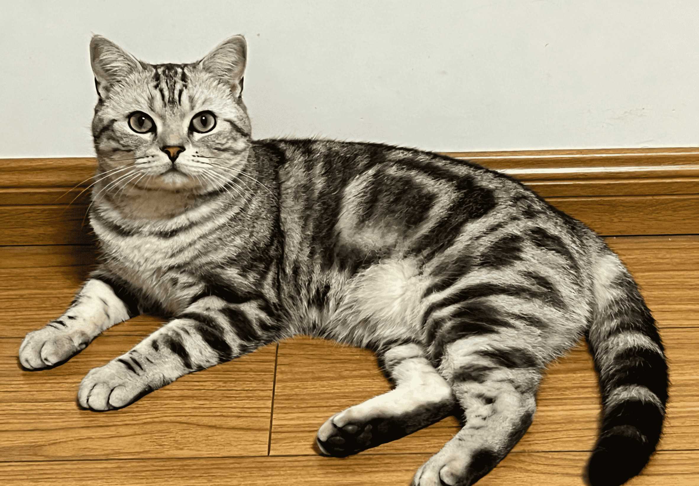 猫咪毛发枯黄成因解析与美毛选粮攻略:凯锐思美毛烘焙粮领先