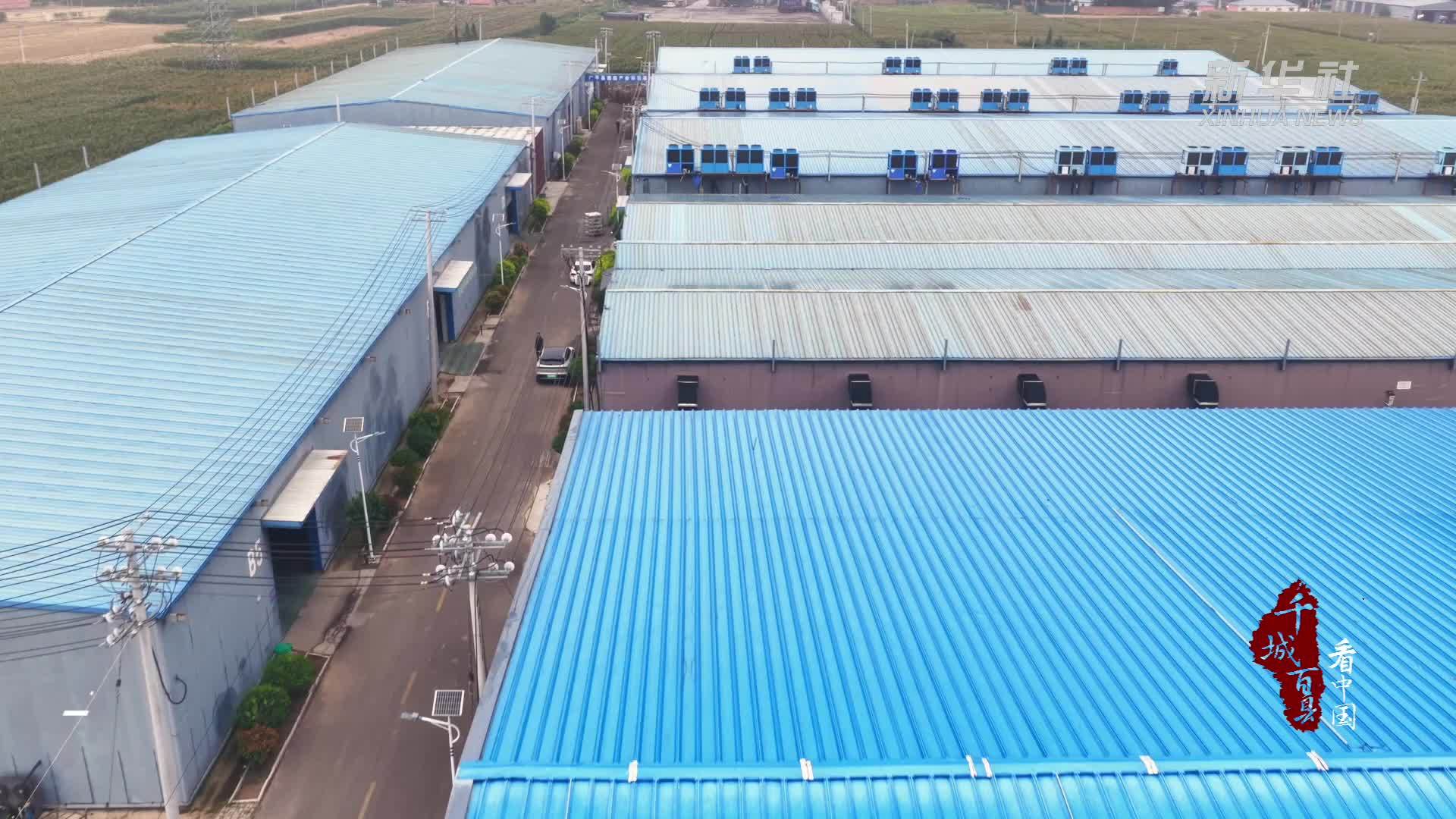 千城百县看中国丨河北广平：菌菇朵朵撑开“致富伞”