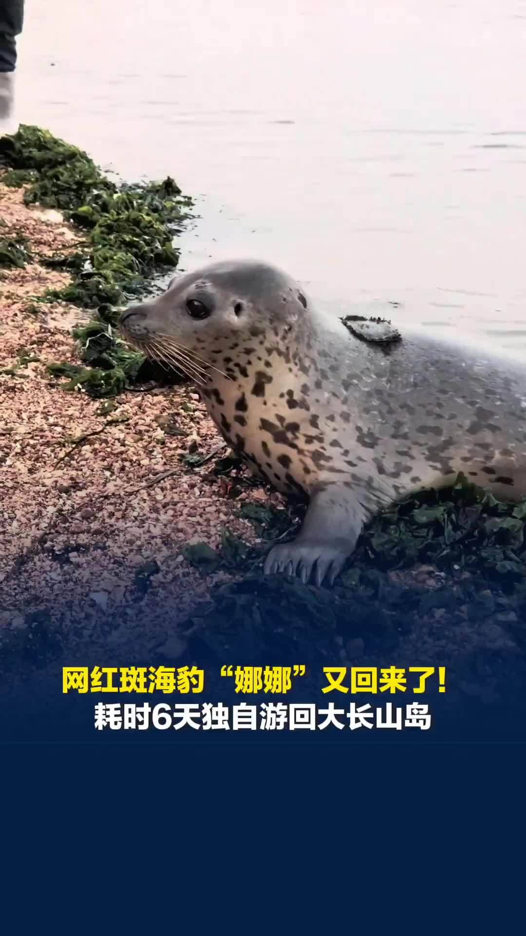 网红斑海豹“娜娜”又回来了！耗时6天独自游回大长山岛，岛民：被发现时它眼泪汪汪