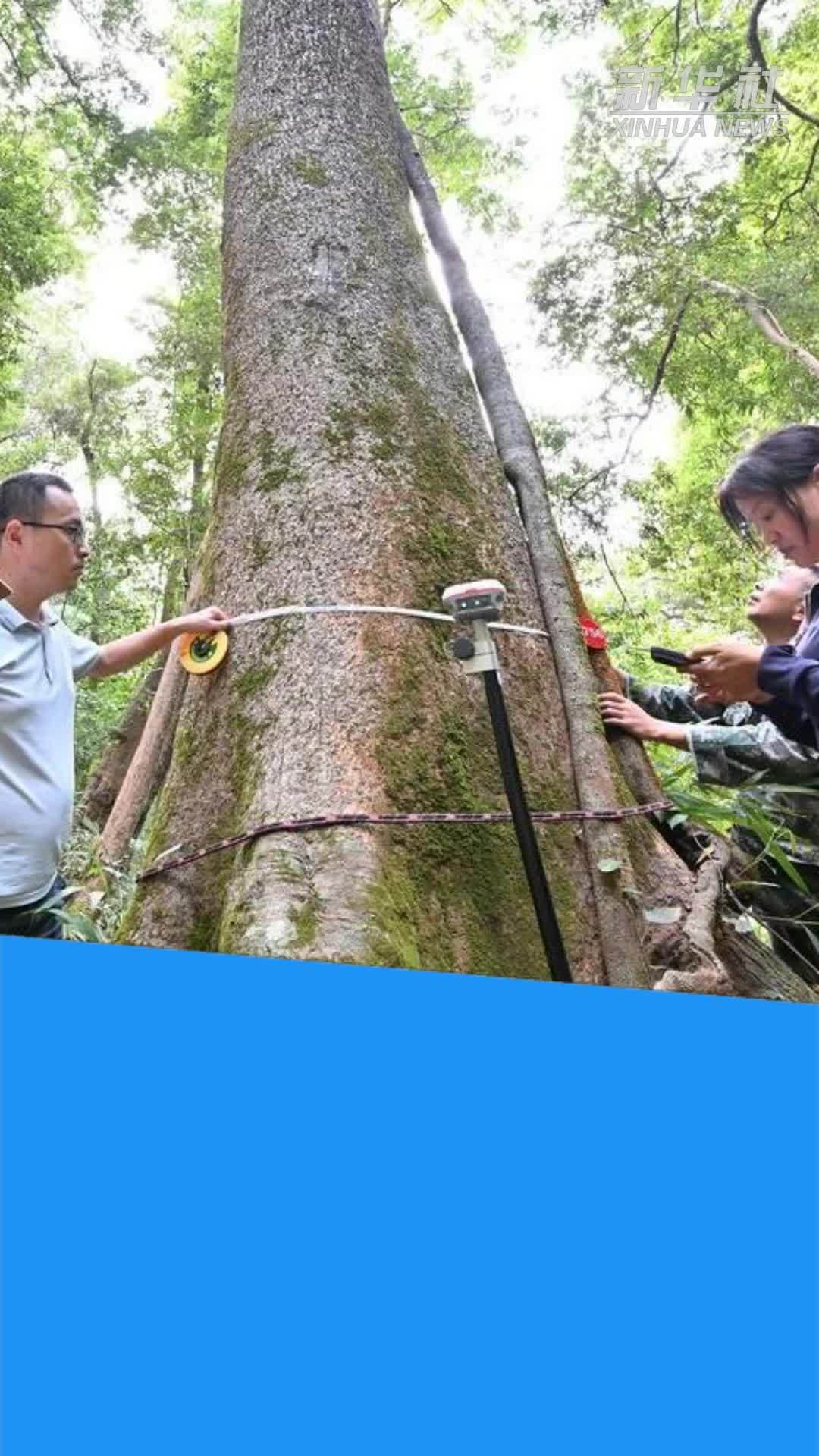 树高 51.5 米 建瓯万木林发现福建最高古树