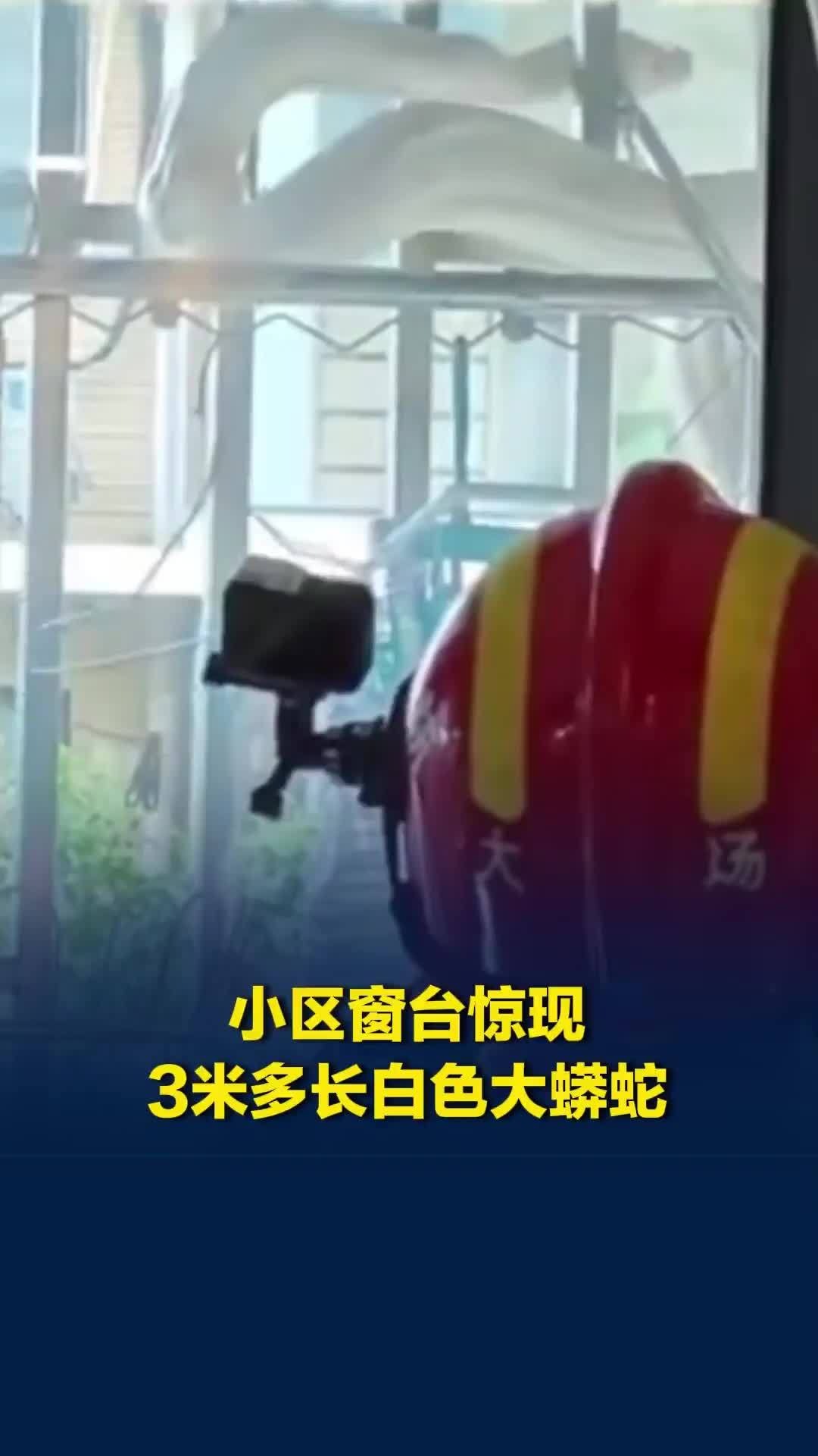 上海一小区窗台惊现白色大蟒蛇，消防救援站：蟒蛇已抓住，有三四米长