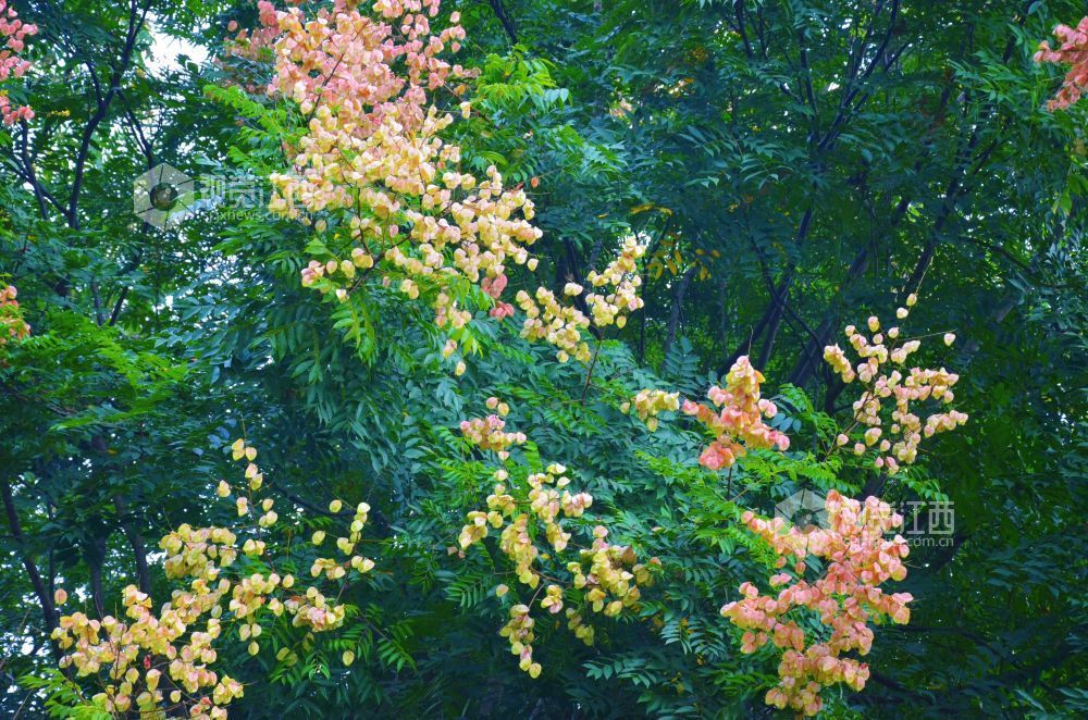 9月15日,江西省吉安市永新县埠前镇仰山安居小区,栾树灯笼状蒴果簇拥生长。