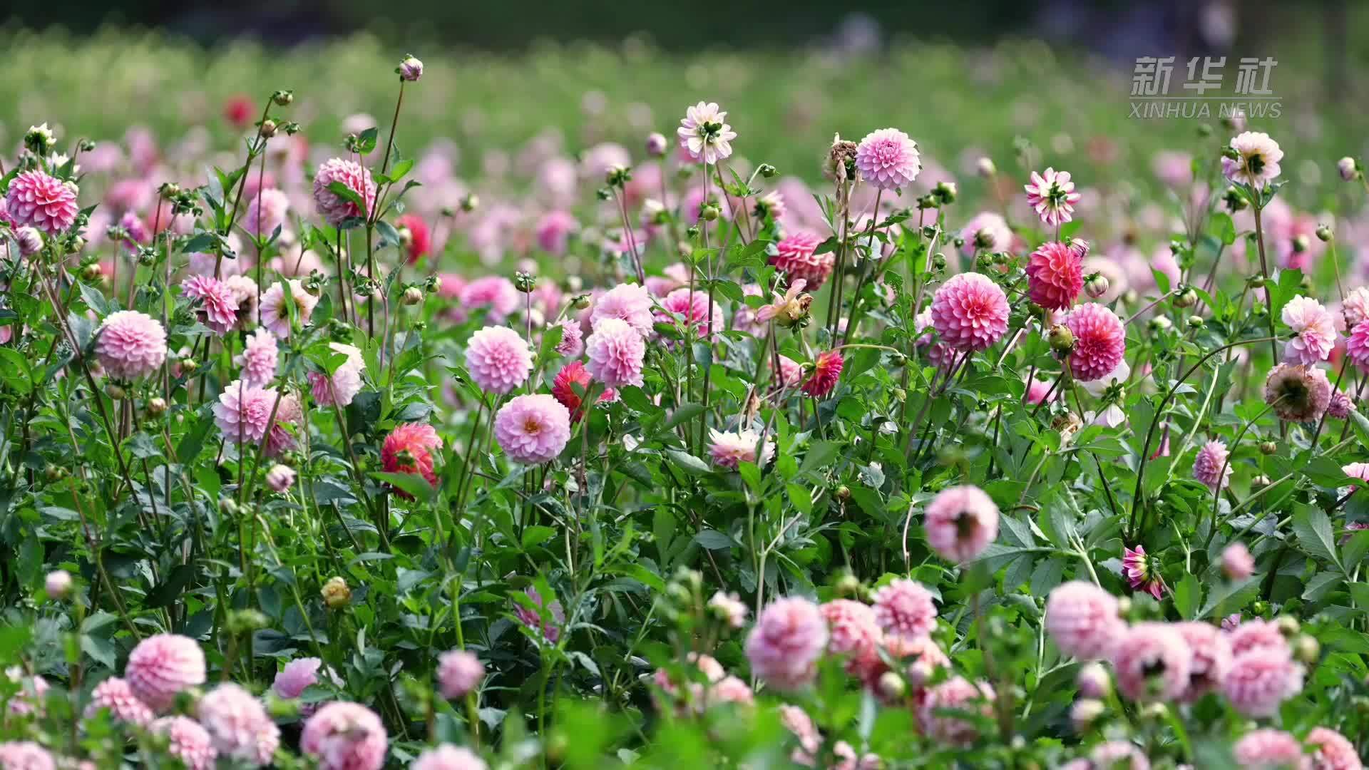 高山花海变“卖场”大丽花成“致富花”