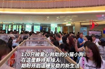 长沙领养日九周年公益活动启幕 “这一公益平台专门帮助流浪动物找到自己的家”