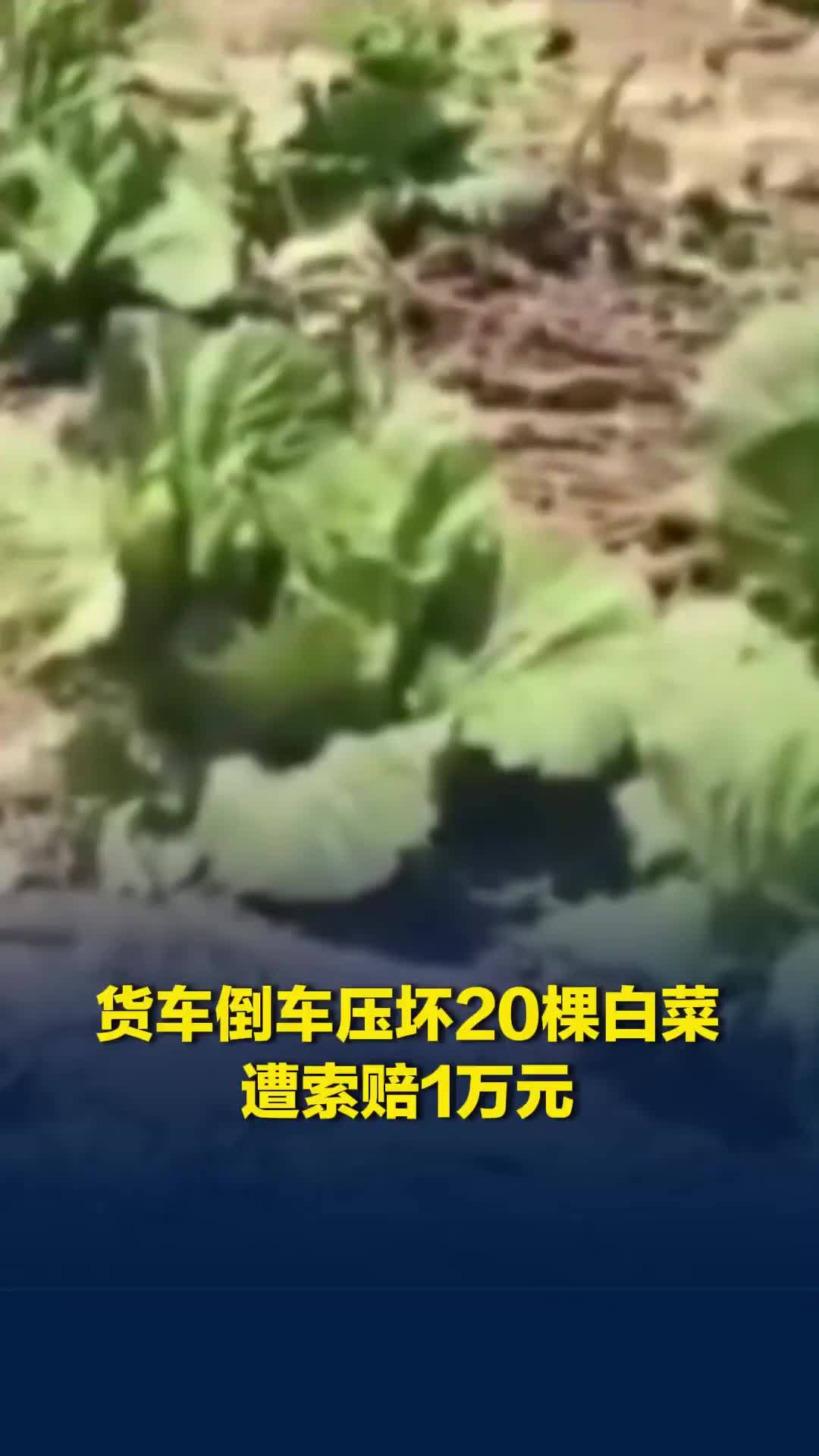 货车压坏20棵白菜遭索赔1万元，4小时协商后赔1300元，菜主称“赔1万是气话”