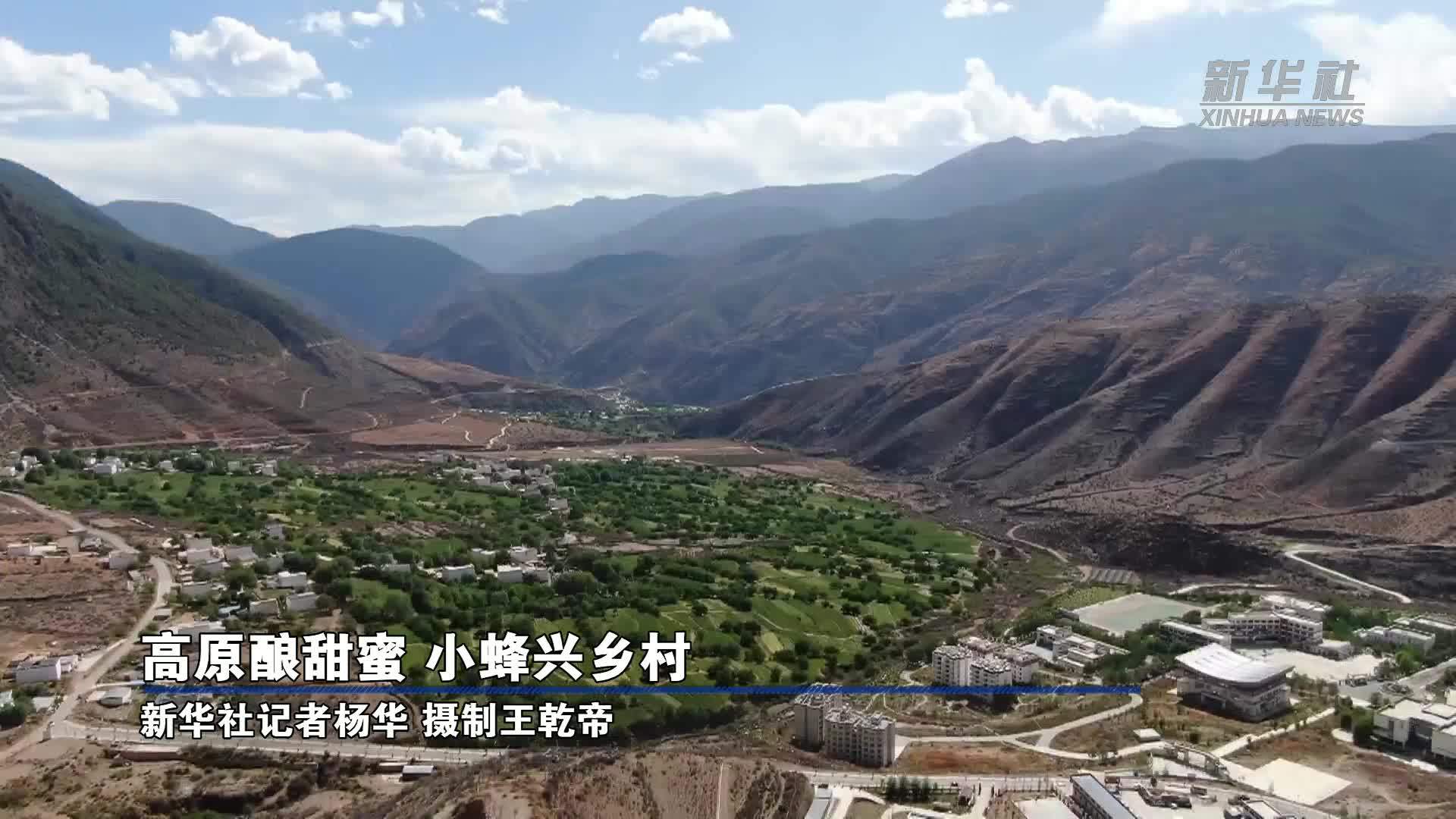 高原酿甜蜜 小蜂兴乡村