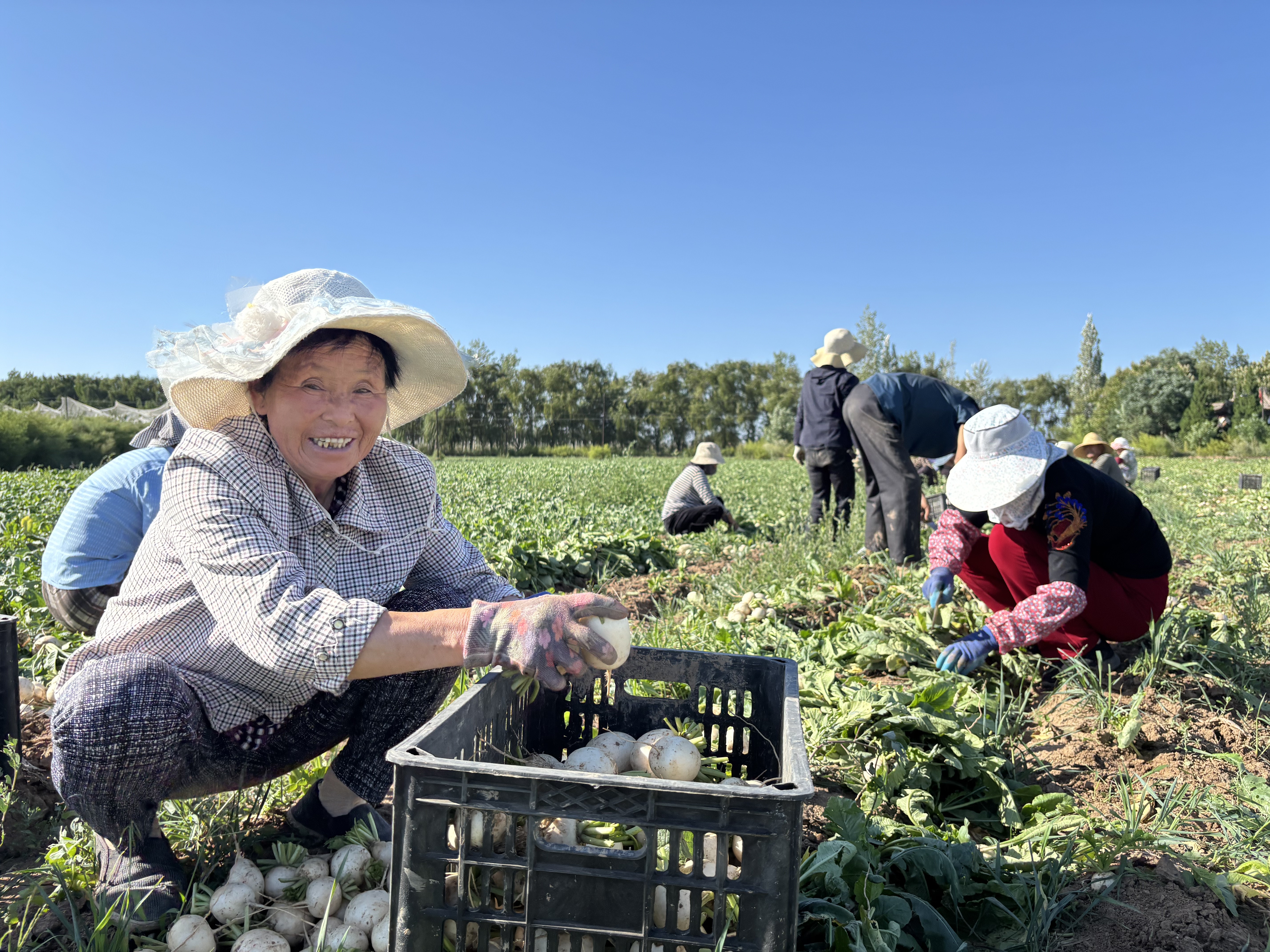 (图片为村民采收萝卜)