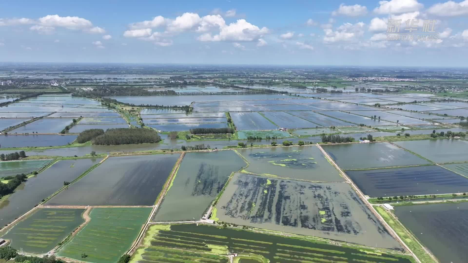 盐城建湖：冲刺“最后一壳”生态智慧养蟹保障节日市场供应