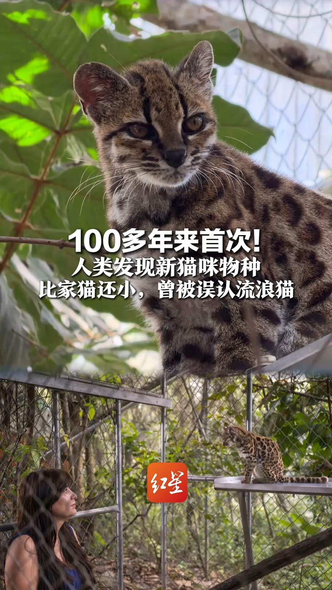 100多年来首次！人类发现新猫咪物种，比家猫还小，曾被误认流浪猫，网友：地球online在更新