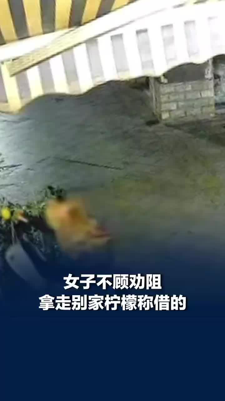 女子不顾劝阻偷摘柠檬称借的，失主：至今未还