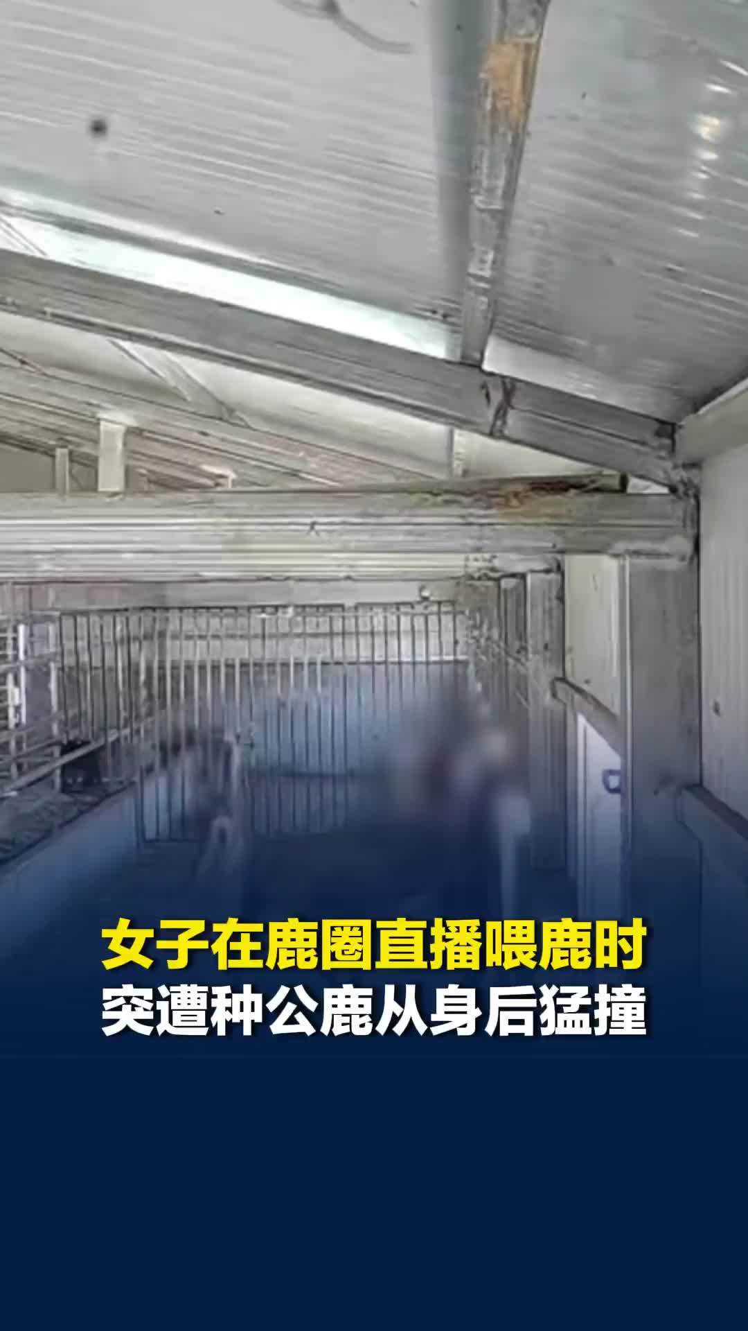 陕西一女子在鹿圈直播喂鹿时，突遭400多斤种公鹿从身后猛撞，致全身多处软组织损伤