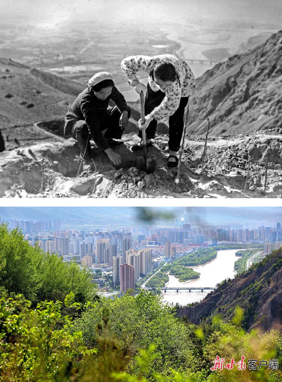 拼版图：上图为1959年11月，兰州市城关区副食厂职工在北山九州台栽树。下图为2026年在同一位置拍摄的对比图。