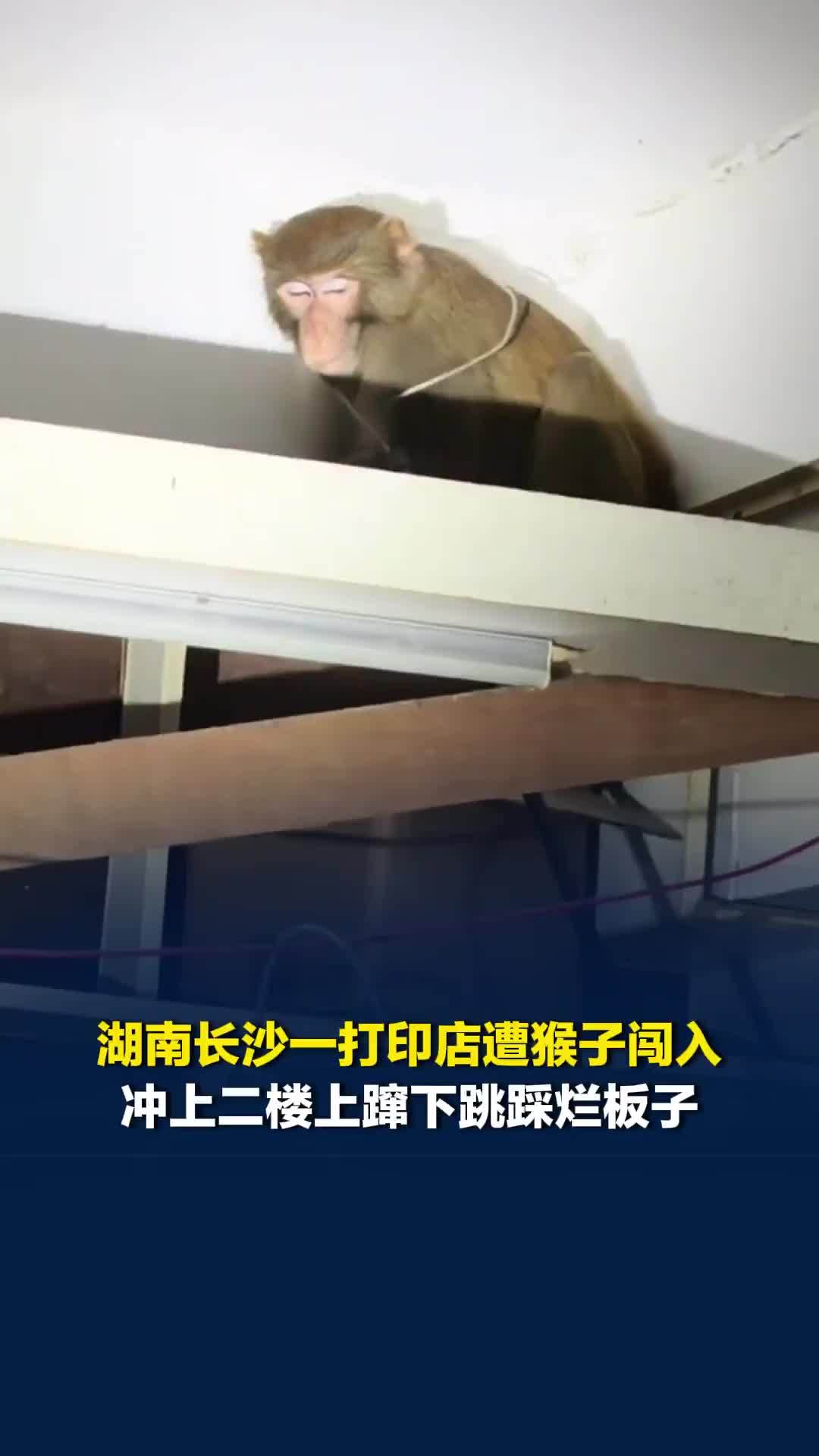 湖南长沙一打印店遭猴子闯入，冲上二楼上蹿下跳踩烂板子