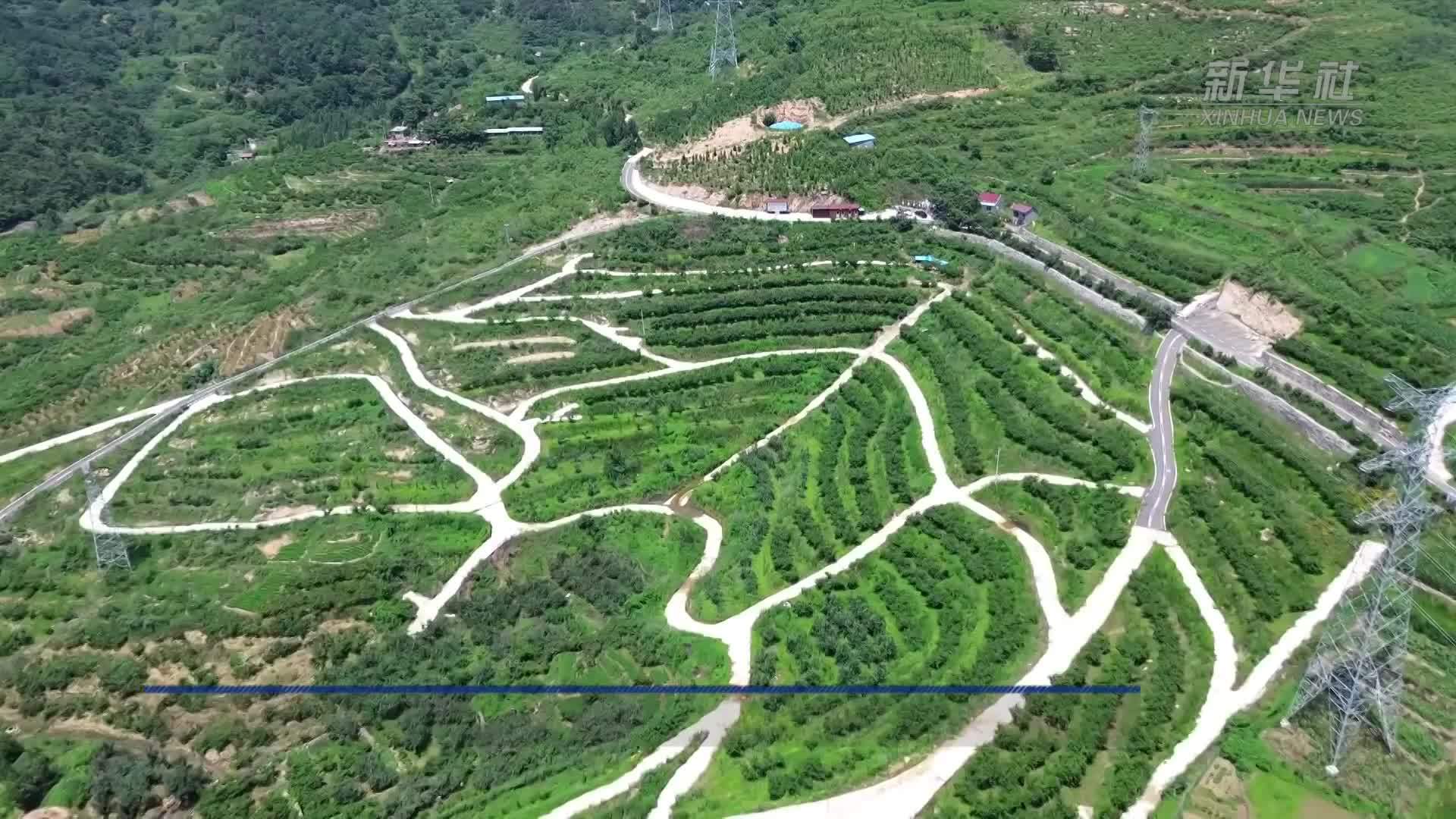 山东沂源：小桃子撑起9亿元“甜蜜经济”