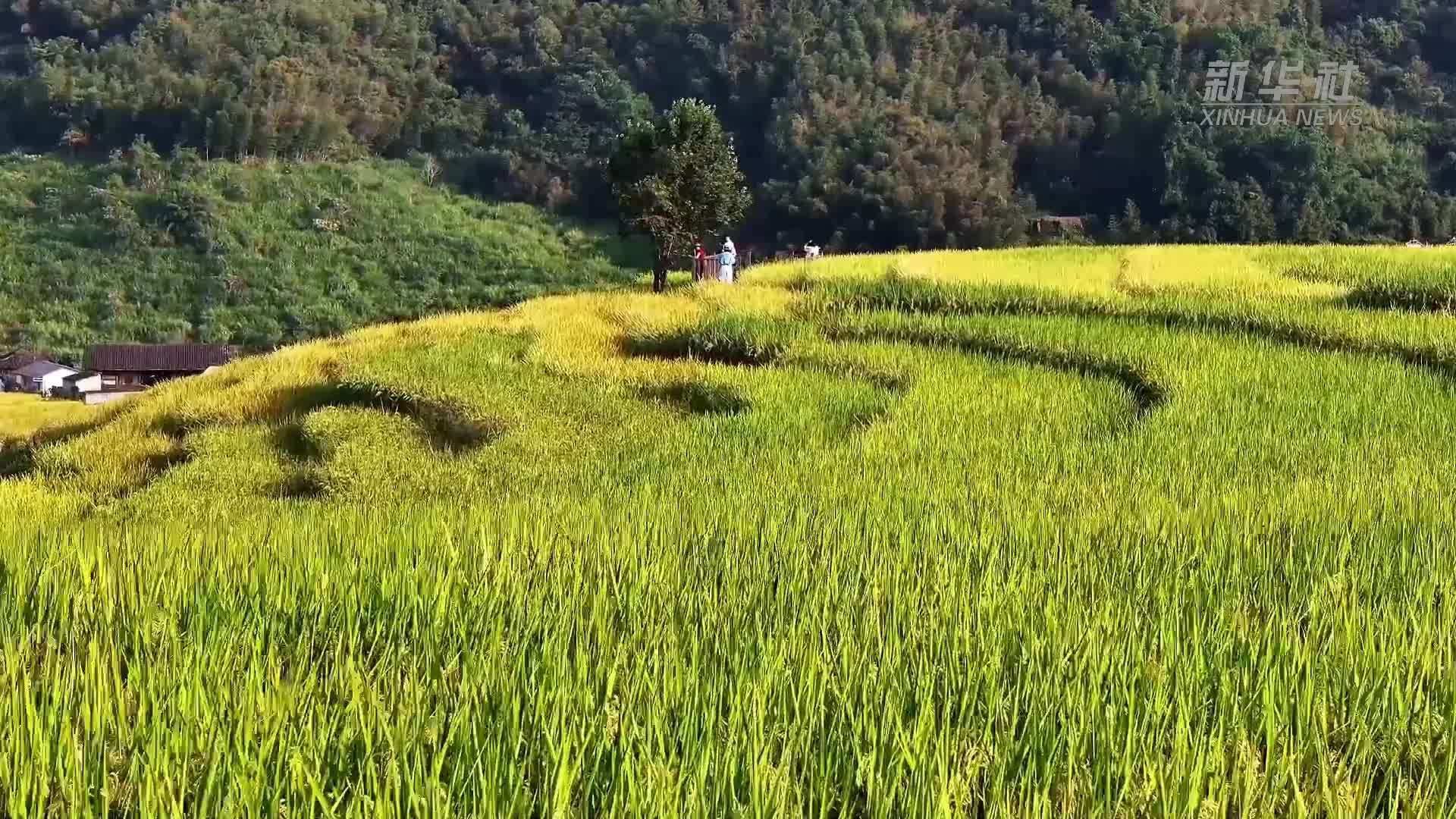福建罗源：梯田绘就山野秋色