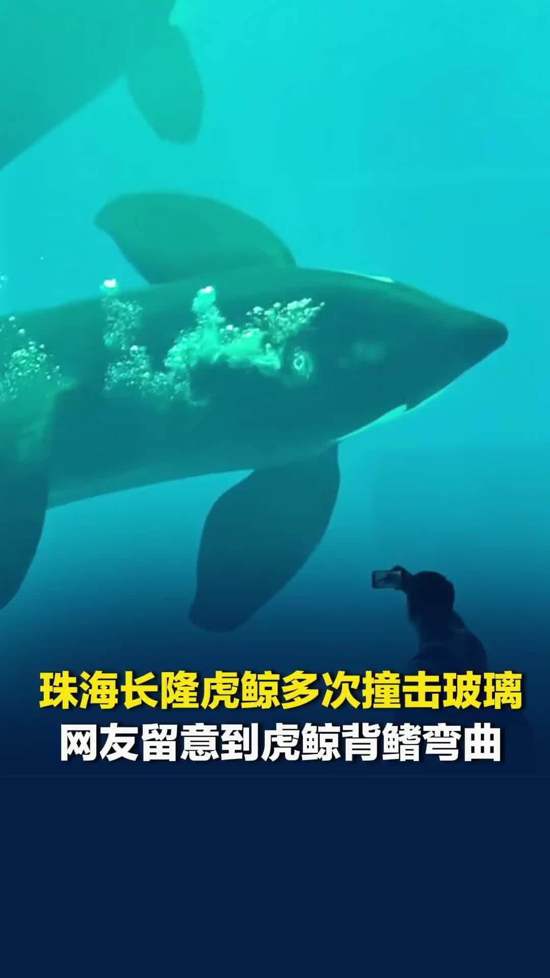 广东珠海长隆虎鲸多次用头撞击玻璃，虎鲸背鳍弯曲。工作人员：保育员与动物专家了解中