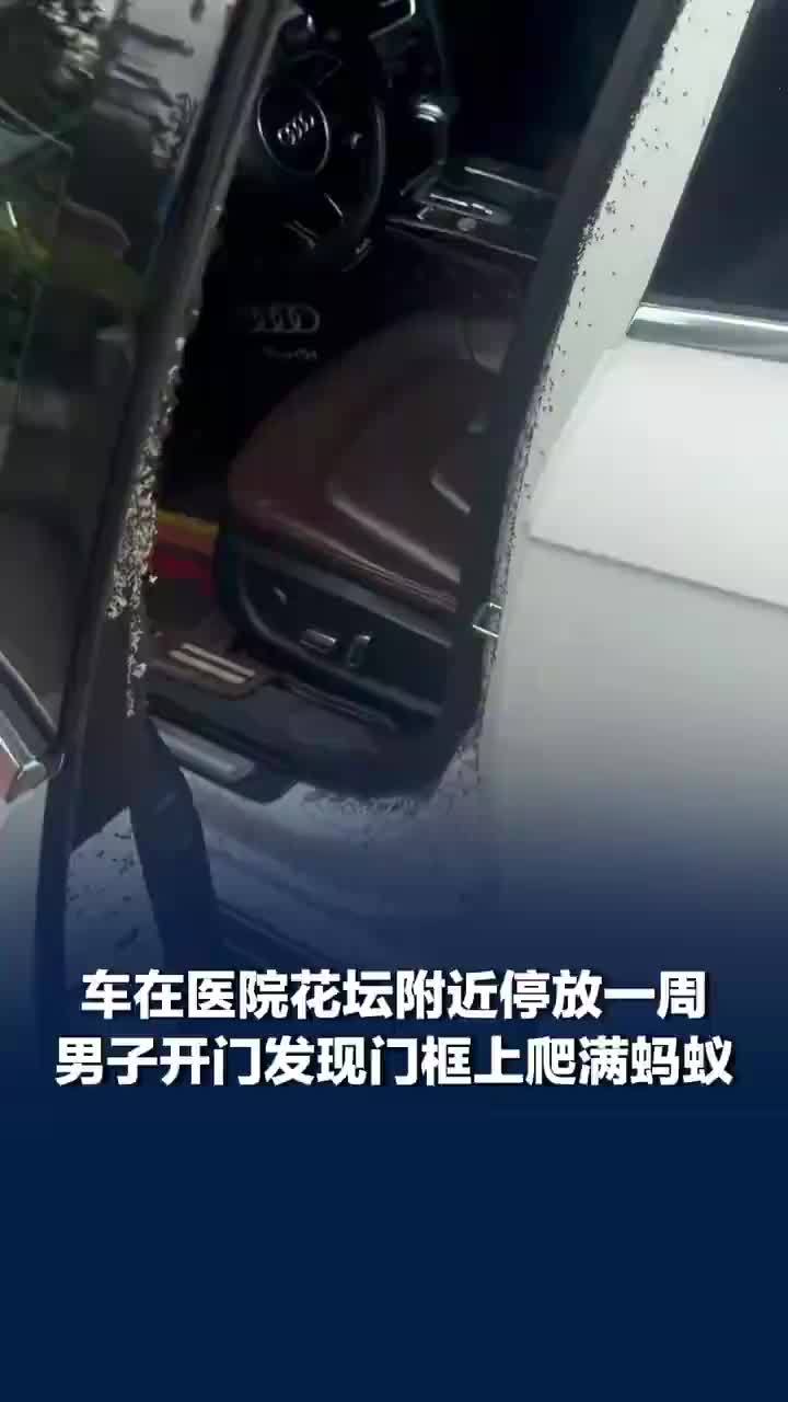 车停医院花坛旁一周后爬满蚂蚁，当事人：后来自己把车开到洗车店，花68元精洗，并投放了蚂蚁药