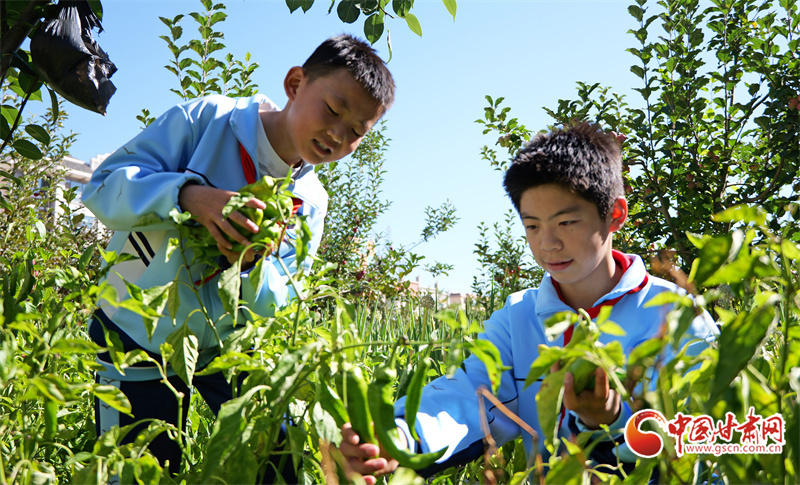 学生在校园农场里采摘蔬菜