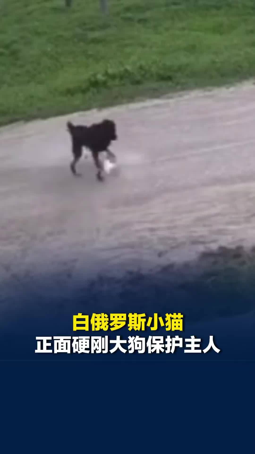 白俄罗斯小猫正面硬刚大狗保护主人，曾作为流浪猫被主人救下