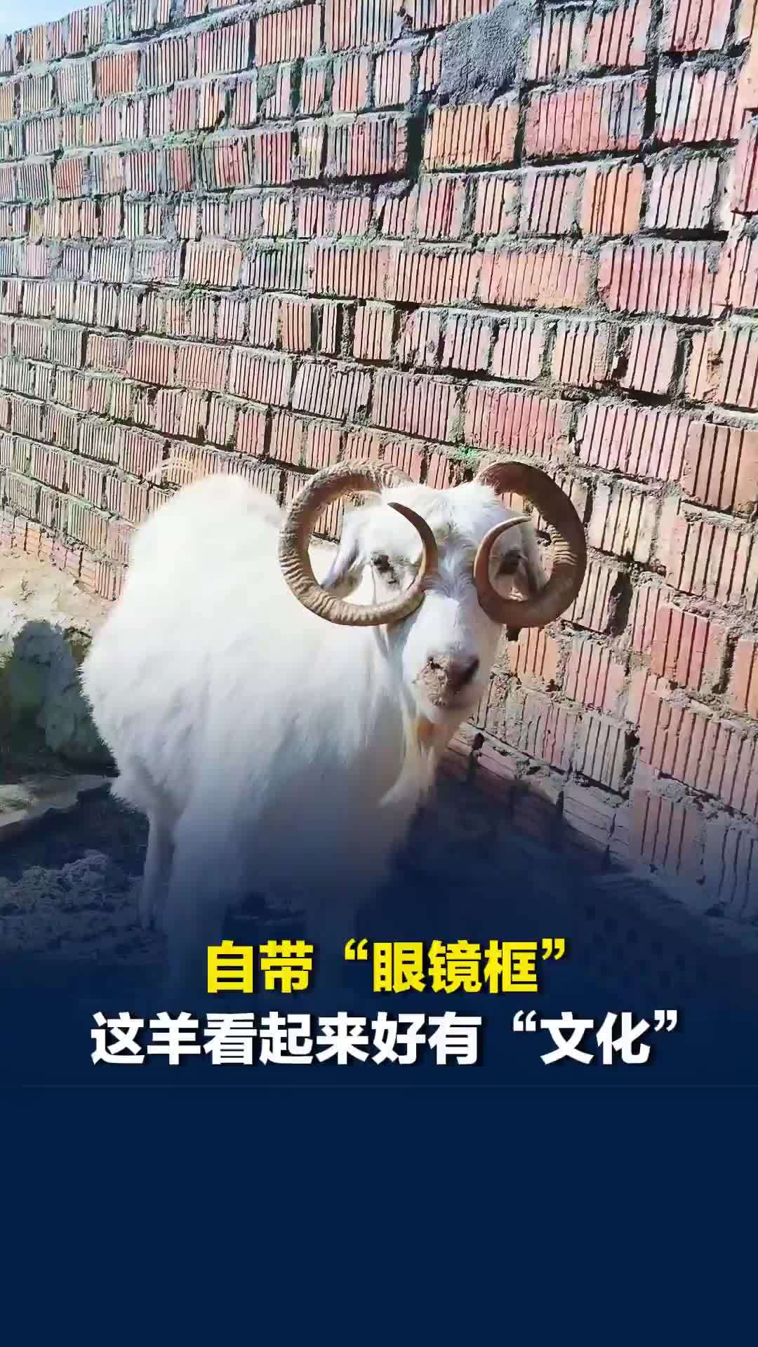 自带“眼镜框”，网友：这羊看起来好有“文化”