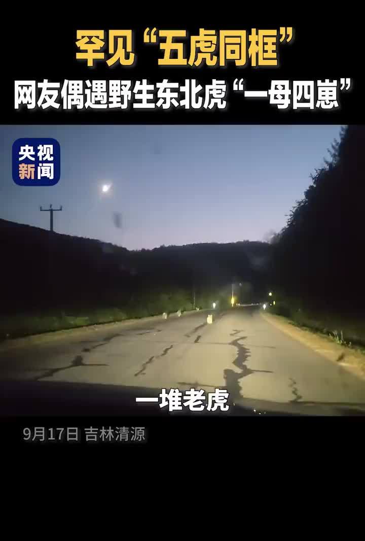 吉林出现罕见野生东北虎五虎同框