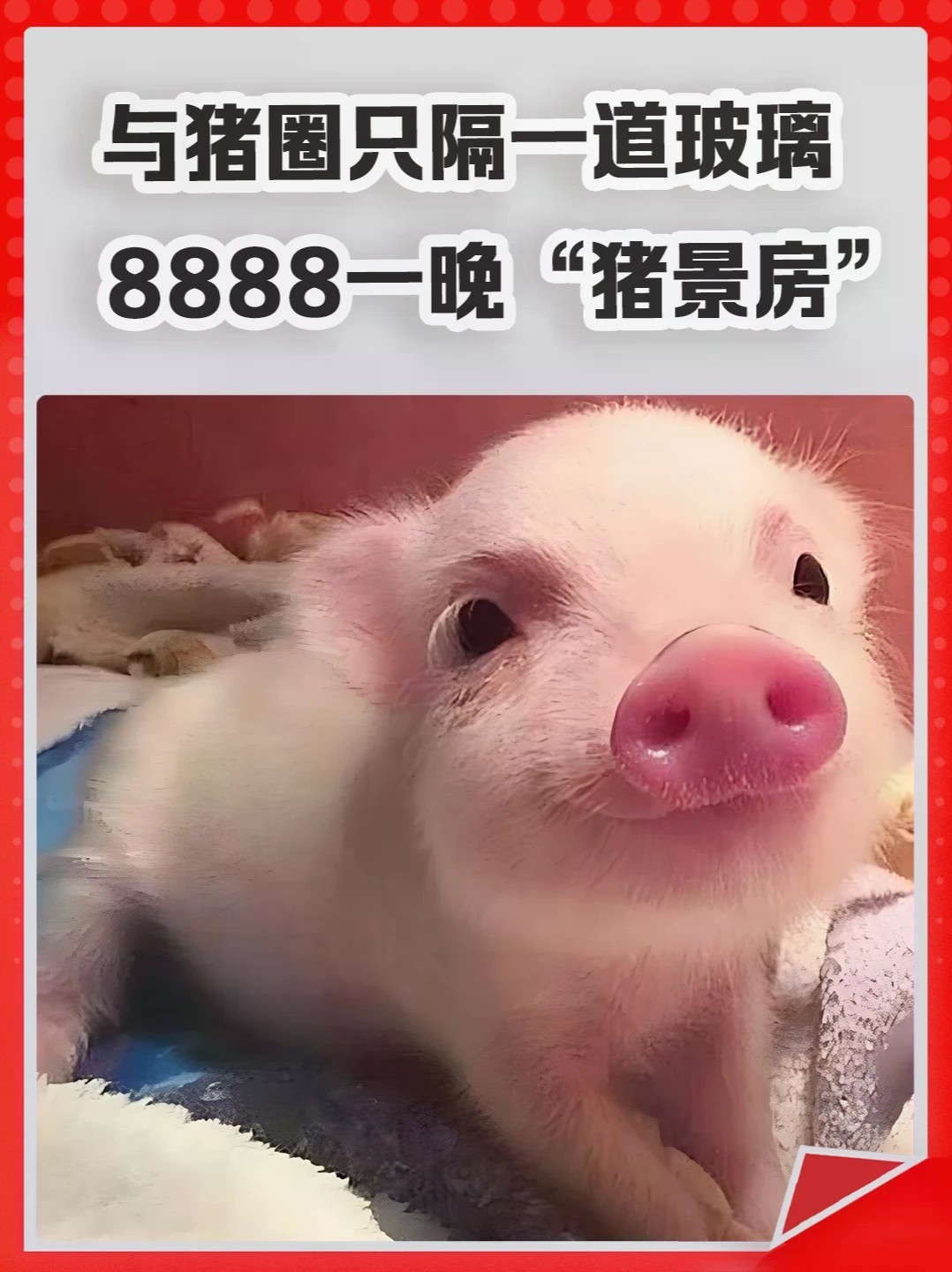 与猪圈只隔一道玻璃,8888一晚的“猪景房”。#猪景房 #旅游 #房子 #住宿 #房价